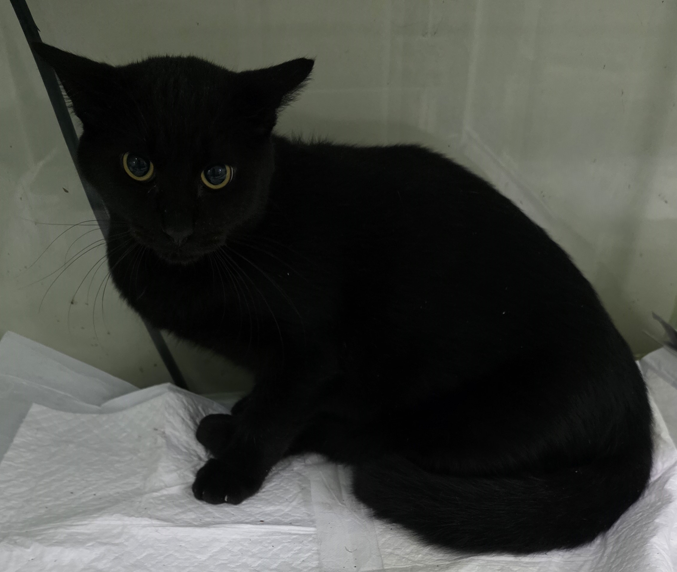 종료(안락사) 한국…